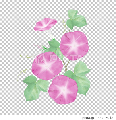 牽牛花畫水彩插圖 88706018
