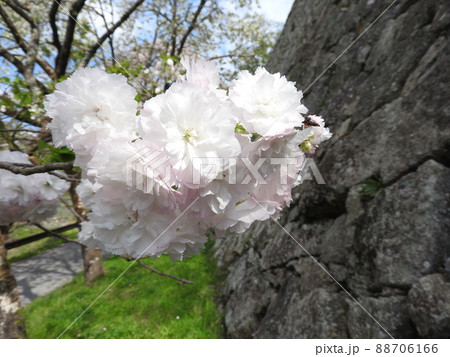花の色が変化する桜「普賢象」 花の色が変化する桜「普賢象」 88706166