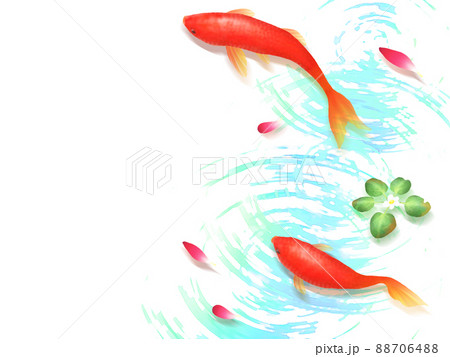 紅い金魚(和金、小赤)と睡蓮のフレーム(水の波紋背景) 紅い金魚(和金、小赤)と睡蓮のフレーム(水の波紋背景) 88706488