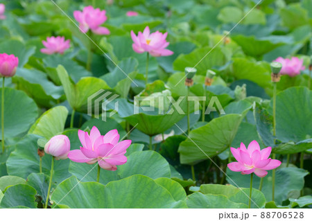 ハスの花 ハスの花 88706528