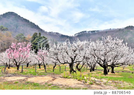 千曲市あんずの里/ あんずの里スケッチパーク周辺を望む(長野県千曲市)【2022.4】 千曲市あんずの里/ あんずの里スケッチパーク周辺を望む(長野県千曲市)【2022.4】 88706540