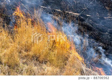 《熊本県》阿蘇・野焼き 88706562