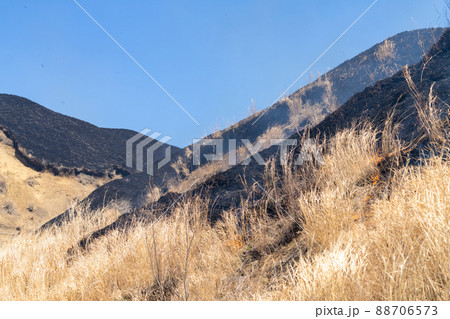 《熊本県》阿蘇・野焼き 88706573