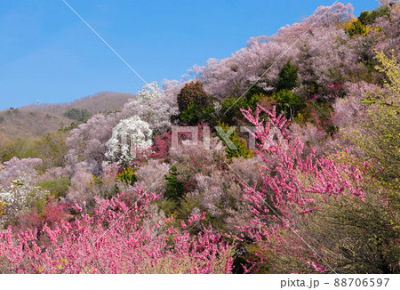 福島県　公園の桜 88706597