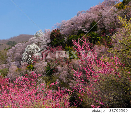 福島県　公園の桜 88706599