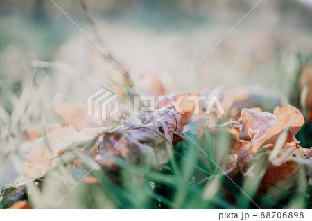 Close up of the green grass lawn and autumn foliage with sun beam, soft focus, copy space. Close up of the green grass lawn and autumn foliage with sun beam, soft focus, copy space. 88706898