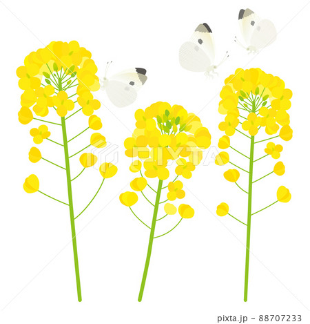 菜の花とモンシロチョウ_3 88707233