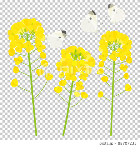 Rape blossoms and cabbage white butterfly_3 Rape blossoms and cabbage white butterfly_3 88707233
