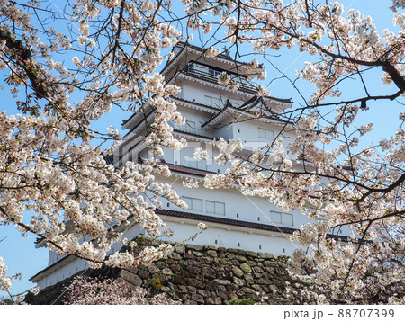 鶴ヶ城の天守閣と桜 鶴ヶ城の天守閣と桜 88707399
