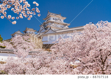 （兵庫県）世界遺産　姫路城　満開の桜 88707518
