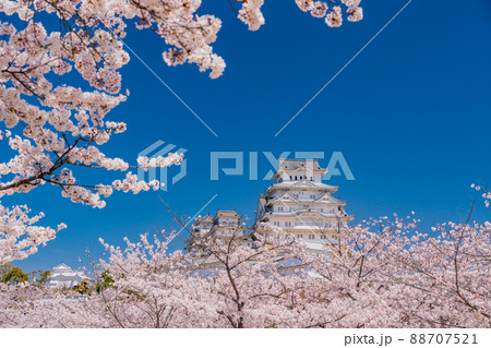 （兵庫県）世界遺産　姫路城　満開の桜 88707521