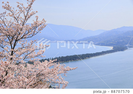 桜満開の笠松公園からの天橋立 88707570