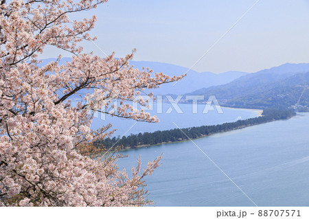 桜満開の笠松公園からの天橋立 88707571