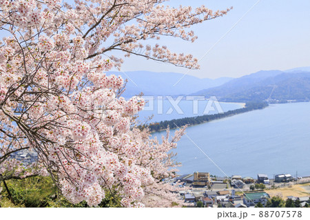 桜満開の笠松公園からの天橋立 88707578