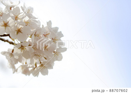桜 88707602