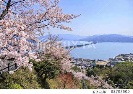 桜満開の笠松公園からの天橋立 88707609