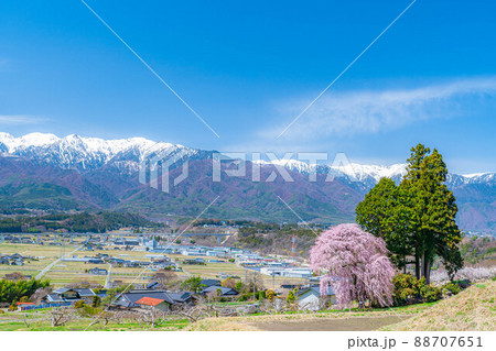 春の南信の風景 吉瀬の枝垂桜【長野県】 春の南信の風景 吉瀬の枝垂桜【長野県】 88707651