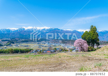 春の南信の風景 吉瀬の枝垂桜【長野県】 春の南信の風景 吉瀬の枝垂桜【長野県】 88707652