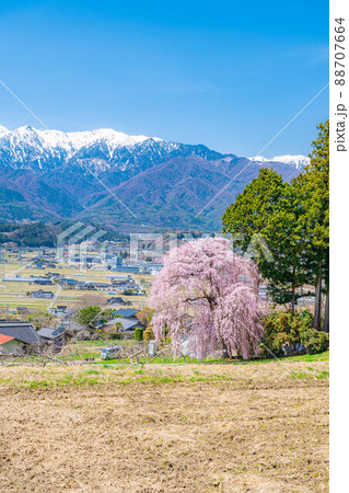 春の南信の風景 吉瀬の枝垂桜【長野県】 春の南信の風景 吉瀬の枝垂桜【長野県】 88707664