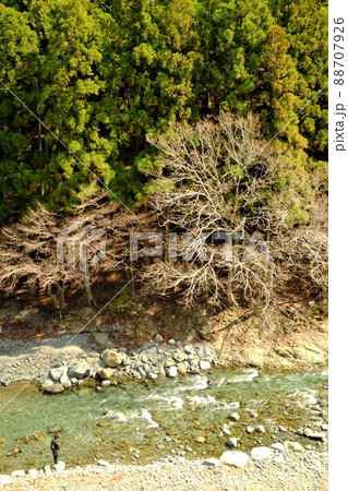 早春の中津川の釣り人　【神奈川県清川村　3月】 88707926