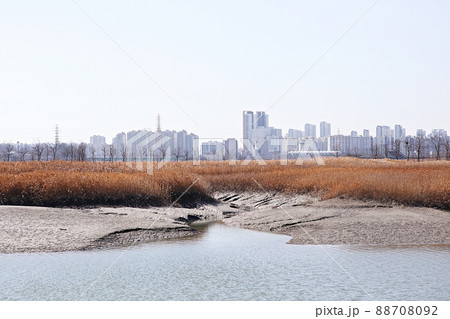 生態公園 湿地 韓国 88708092