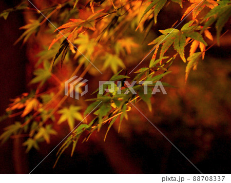 紅葉のライトアップ 紅葉のライトアップ 88708337
