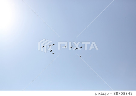 鳥 空 飛ぶ 88708345