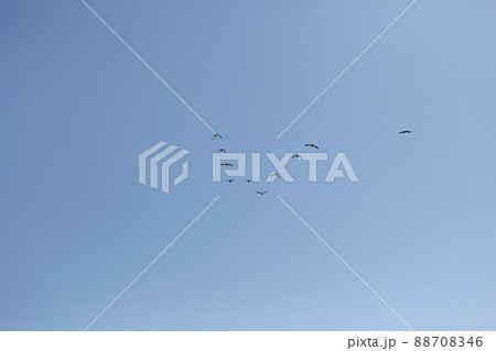 鳥 空 飛ぶ 88708346