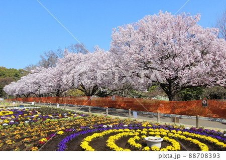 芦花公園の桜 88708393
