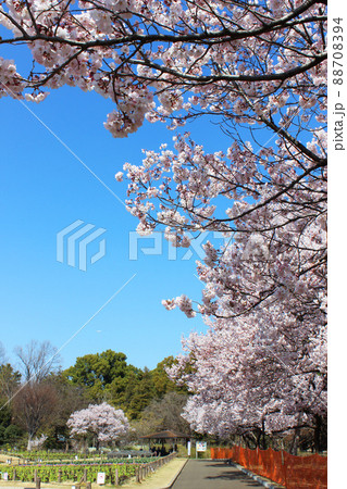 芦花公園の桜 芦花公園の桜 88708394