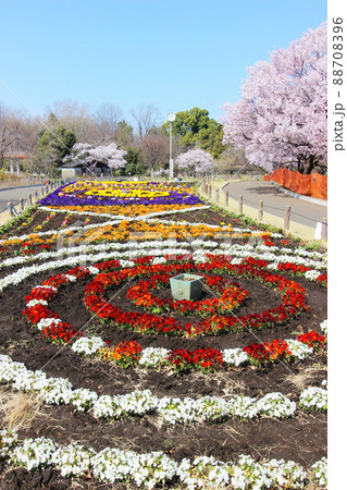 芦花公園の桜 88708396
