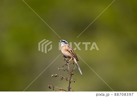 EOSRP.広島庄原、枝先のツグミ。 88708397
