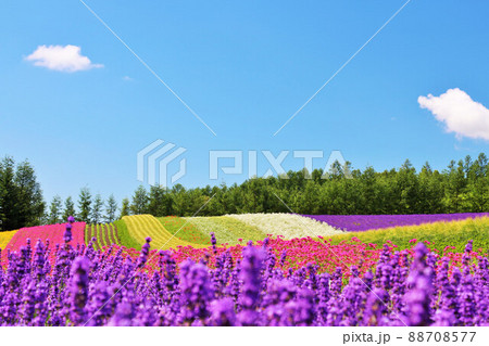 北海道　青空の富良野　綺麗な花畑 88708577