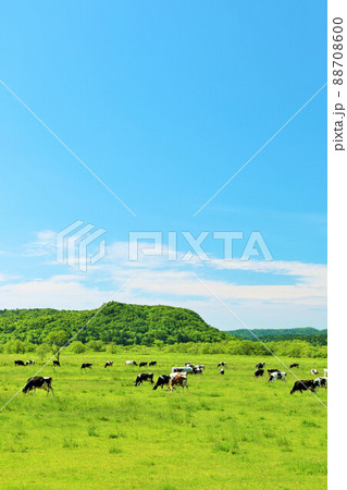 北海道　青空の牧場風景 88708600