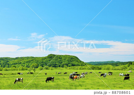 北海道　青空の牧場風景 88708601