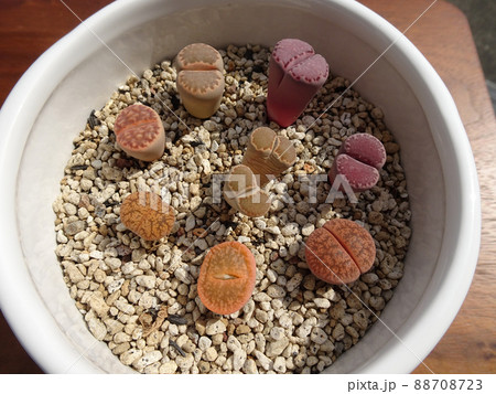 多肉植物 リトープスのカラフルな寄せ植え 写真 多肉植物 リトープスのカラフルな寄せ植え 写真 88708723