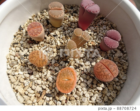 多肉植物 リトープスのカラフルな寄せ植え 写真 88708724