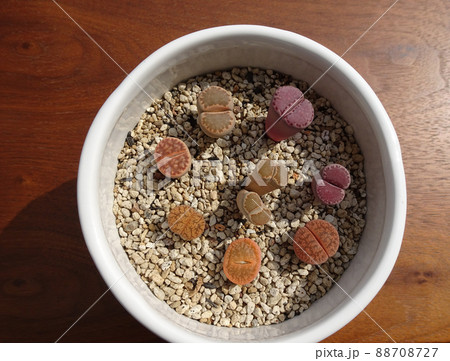 多肉植物 リトープスのカラフルな寄せ植え 写真 88708727