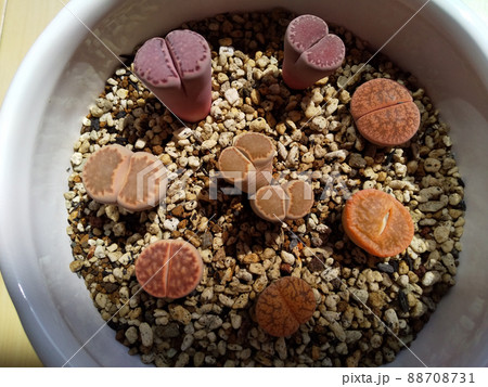 多肉植物 リトープスのカラフルな寄せ植え 写真 88708731
