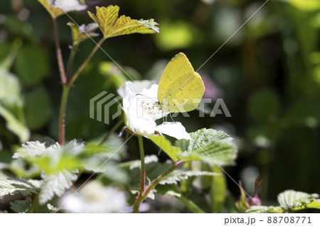 キチョウ 88708771