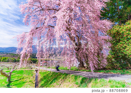 春の南信の風景 吉瀬の枝垂桜【長野県】 春の南信の風景 吉瀬の枝垂桜【長野県】 88708869