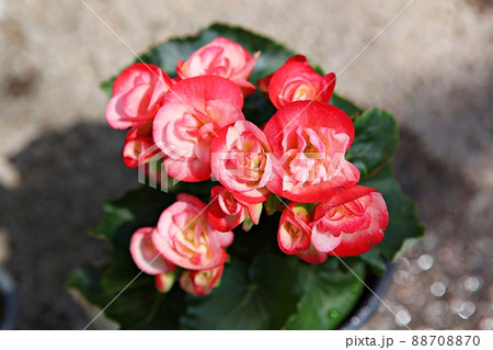 花 植物 開花 88708870
