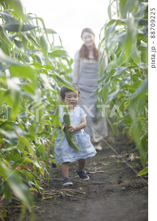 とうもろこし畑の親子 88709225