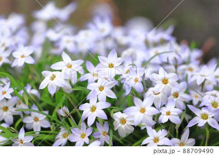 薄紫色の花韮(ハナニラ)or 西洋甘菜 薄紫色の花韮(ハナニラ)or 西洋甘菜 88709490