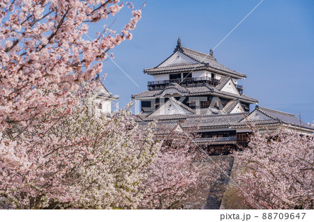 （愛媛県）桜満開の松山城 88709647