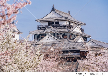 （愛媛県）桜満開の松山城 88709648