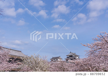 （愛媛県）桜満開の松山城 88709652