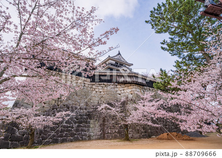 （愛媛県）桜満開の松山城 88709666