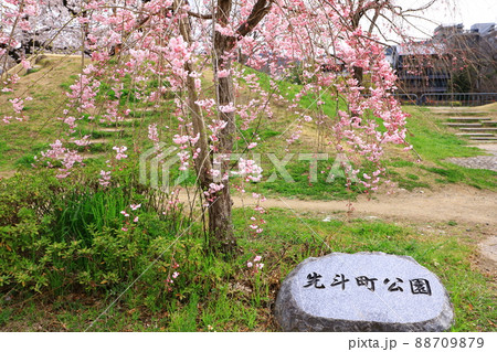 京都先斗町公園　桜景色 88709879