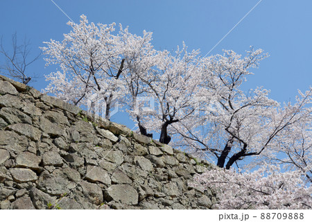 春の津山城 石垣と満開の桜 岡山県津山市山下 春の津山城 石垣と満開の桜 岡山県津山市山下 88709888